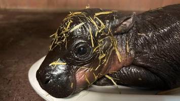 zoo berlin im hippo-glück: so niedlich ist das neugeborene zwergflusspferd
