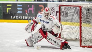 eisbären präsentieren den ersten zugang