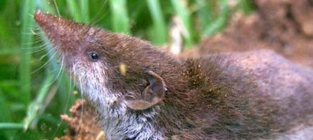Mehrere Bornavirus-Fälle im Augsburger Osten: Wie groß ist das Infektionsrisiko?