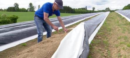 spargel und erdbeeren – wetter beeinflusst ernte
