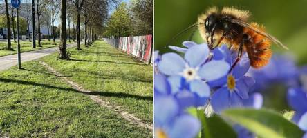 „Ausrottungsprogramm für Insekten“: Naturschützer in Augsburg sind entsetzt