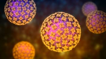 Gefährlich wie Corona? Antworten auf Ihre Hantavirus-Fragen