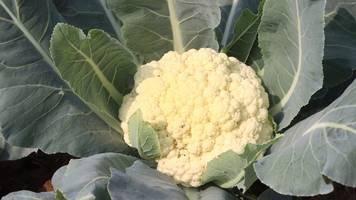 Blumenkohl essen: Blähungen vermeiden