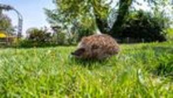 Tiere in Gefahr: Cottbus erlässt Nachtfahrverbot für Mähroboter