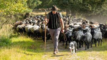 himmelfahrt in der lüneburger heide: heidschnucken hautnah erleben