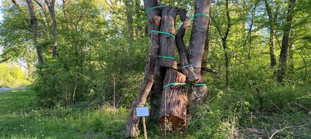 „seltene käfer werden gerettet“: das rätsel um einen angegurteten baum mitten im wald