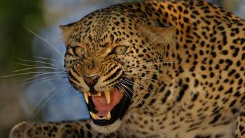 leopard von rudraprayag: der grausame menschenfresser vom pilgerweg