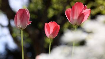 Tulpen: Das sollten Sie zur Bedeutung wissen