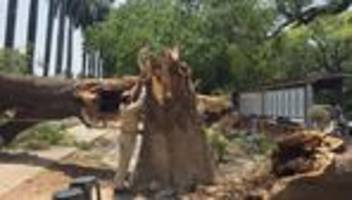 Sturmschäden: Mindestens 89 Tote durch Unwetter im Norden Indiens