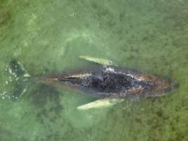 Bleibt Kadaver unter Wasser?: Retter erhalten keine Lebenszeichen mehr vom Ostsee-Wal
