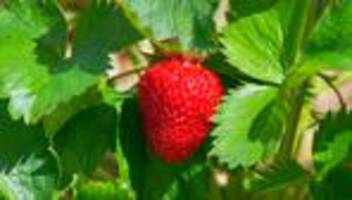 Obstanbau: Erdbeeren teuer, Apfel-Preise niedrig - Betriebe unter Druck