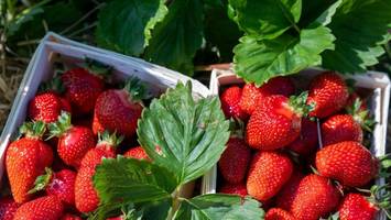 Regionale Erdbeeren sind teuer, ein anderes Obst ist dafür im Preiskeller