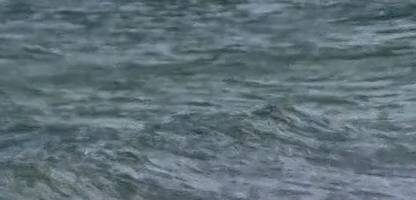 Ostsee-Wal: Toter Wal vor Dänemark – ist es der gestrandete Buckelwal?