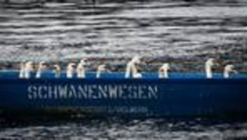 Schwimmende Wahrzeichen: Schwanenwesen macht nun auch Insta - was zeigt das Team?