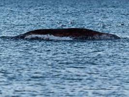 ist es ausgesetzter ostsee-wal?: deutsche tierärztin nimmt toten buckelwal in augenschein