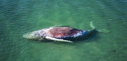 buckelwal aus der ostsee: »timmy« schwamm vor seinem tod wohl in die falsche richtung