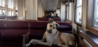 Türkei: Hunde als Familienmitglieder - Eine Bosch-Werbung zum Muttertag sorgt für Eklat