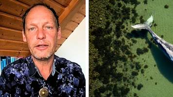Nach „chaotischer“ Walrettung mahnt Meeresbiologe uns alle