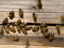 Imkern für den Naturschutz: Warum Honigbienen auch zum Problem werden können