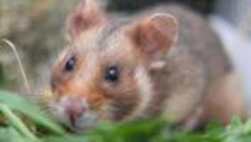 Tiere: Knapper Lebensraum - Warum werden Feldhamster ausgewildert?