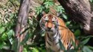 Leipzig: Polizei erschießt entlaufenen Tiger bei Leipzig