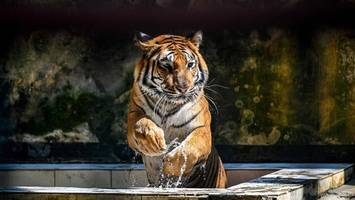 Tiger verletzt Person bei Leipzig – Polizei erschießt entlaufene Raubkatze