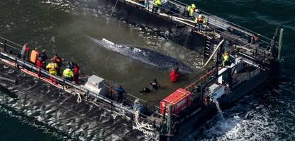 Buckelwal tot vor Anholt: Bei einem Herzinfarkt ruft keiner zuerst den besten Freund an