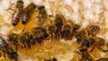 Statistik zum Weltbienentag: Sachsen-Anhalt schmiert sich meist Importhonig aufs Brot