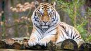 Tiere: Haltung von Raubkatzen ist an klare Regeln gebunden