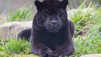 zoo berlin mit besonderem zuwachs: „black panther“ ist der neue könig im gehege
