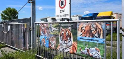 Leipzig: Tiger-Haltung verstößt laut Behörden gegen Mindestanforderungen