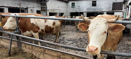 bio-bauern in der region kämpfen mit der neuen weidepflicht