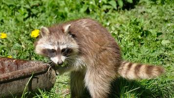 Fressen Waschbären Katzen? Wir klären auf