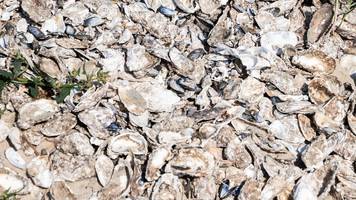 „Über 24.000 Pfund Austernschalen”: Forscherin baut aus Müll neue Riffe und kämpft für die Umwelt
