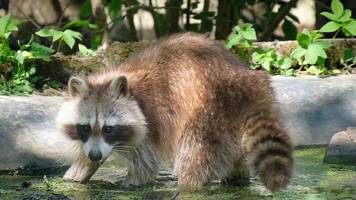 Waschbär fangen: 3 Gründe, die dagegen sprechen