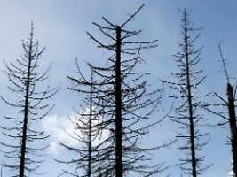 Dürrejahre wirken nach : Dem deutschen Wald geht es gleichbleibend schlecht