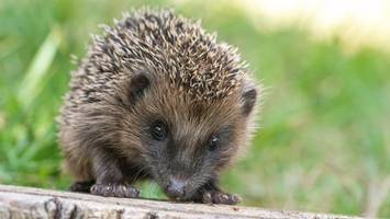 „Tödliche Gefahr“: Wie die Grünen Igel vor Mährobotern retten wollen