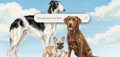 haustier-test: wie alt wird mein hund?