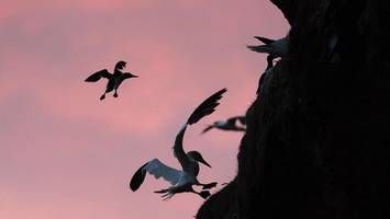 Helgoland: Einzigartiges Naturspektakel verspätet sich in diesem Jahr