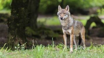 Schafe im nordöstlichen Hamburger Umland gerissen: Es war der Wolf