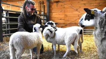 Der Babysitter der bedrohten Schafe freut sich über Nachwuchs