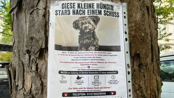 hunde-drama in harvestehude: kleine mine wird in garten angeschossen – tot