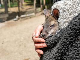 Niederbayern: Känguru im Pulli – Tierparkchefin als Ersatzmutter