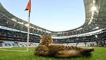 Fußball: Katze wird zum heimlichen Star beim Europa-League-Finale