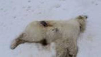 Geflügelinfluenza: Norwegen: Erster Fall von Vogelgrippe bei Eisbär in Europa