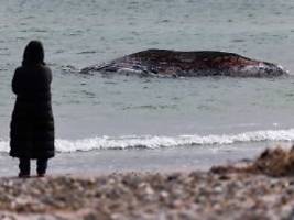 experte sieht hinweise auf fotos: entpuppt sich der buckelwal als weibchen?