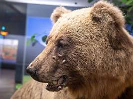 Vom Symbol zum Museumsstück: Als Braunbär Bruno ein Problembär wurde