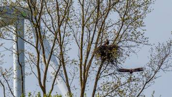 Kleine Sensation in Bergedorf: Seeadler haben jetzt ein Küken