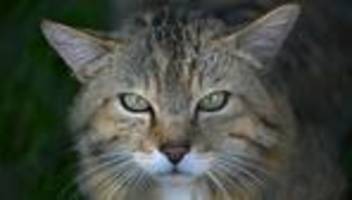 Geschützte Art: Wildkatze erstmals genetisch in Vorpommern nachgewiesen