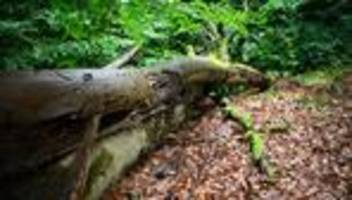 Waldentwicklung im Norden: Alte Bäume und Totholz sollen Vielfalt im Wald sichern